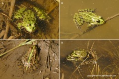 Pelophylax sp.