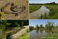 Natrix natrix