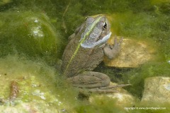 Pelophylax sp.
