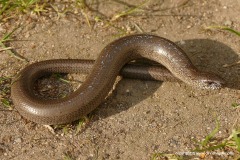 Anguis fragilis