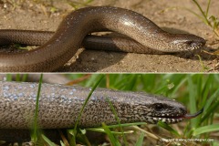 Anguis fragilis