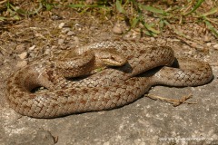 Coronella austriaca