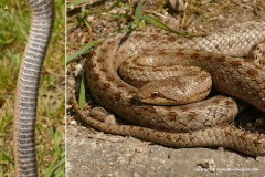Coronella austriaca