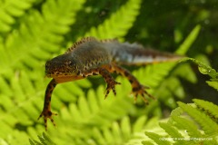 Ichthyosaura alpestris