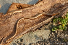Anguis fragilis