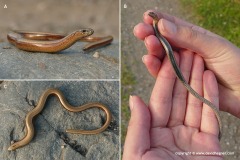 Anguis fragilis