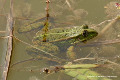 Pelophylax sp.