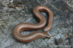 Anguis fragilis