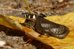 Natrix natrix