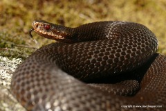 Vipera berus
