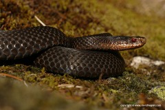 Vipera berus