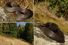 Vipera berus