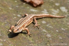 Zootoca vivipara