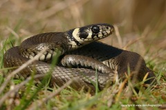 Natrix natrix