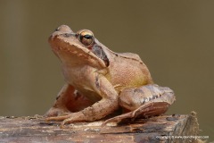 Rana dalmatina
