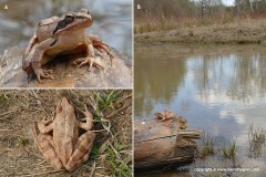 Rana dalmatina