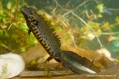 Triturus cristatus