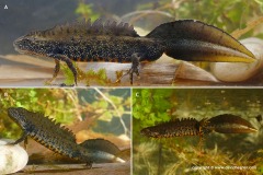 Triturus cristatus