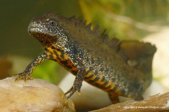 Triturus cristatus