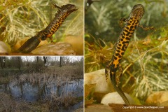 Triturus cristatus