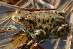 Bufo bufo