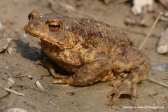 Bufo bufo