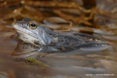 Rana arvalis
