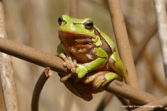Hyla arborea