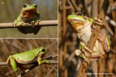 Hyla arborea