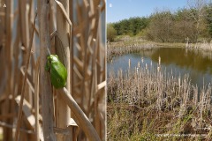Hyla arborea