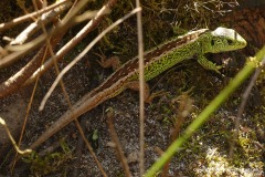 Lacerta agilis