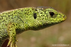 Lacerta agilis