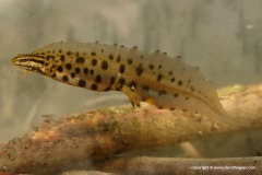 Lissotriton vulgaris