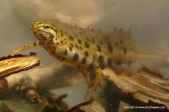 Lissotriton vulgaris