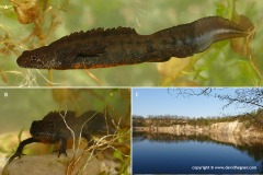 Triturus carnifex