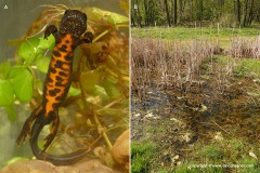 Triturus carnifex
