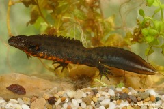 Triturus carnifex