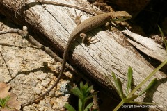 Lacerta viridis