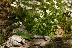 Lacerta viridis