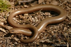 Anguis fragilis