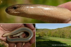 Anguis fragilis