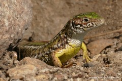 Lacerta viridis