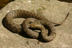 Natrix tessellata