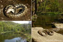 Natrix tessellata