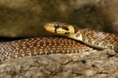 Zamenis longissimus