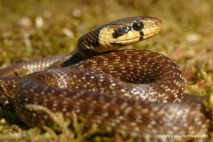 Zamenis longissimus