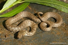 Natrix tessellata