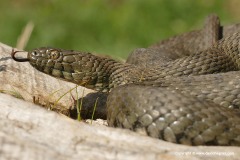 Natrix tessellata