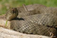 Natrix tessellata