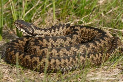Vipera berus